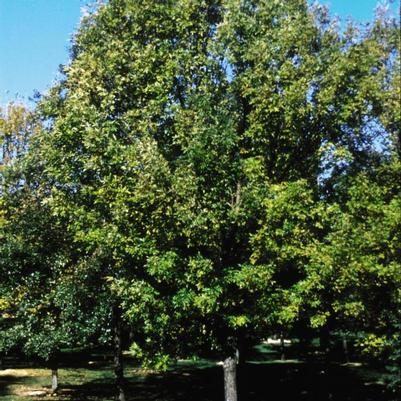 Fraxinus pennsylvanica Patmore