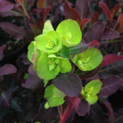 Euphorbia amygdaloides Purpurea