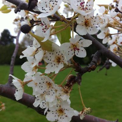 Pyrus calleryana Aristocrat