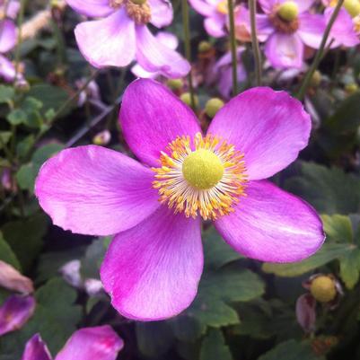 Anemone hupehensis Pretty Lady Susan