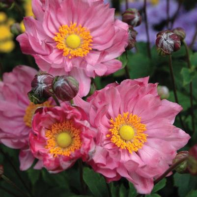 Anemone hupehensis Pretty Lady™ Pretty Lady Emily