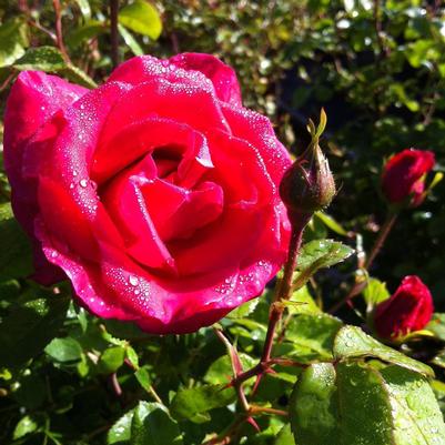 Rosa BAigirl