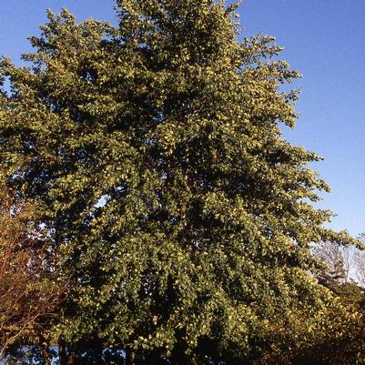 Alnus glutinosa 