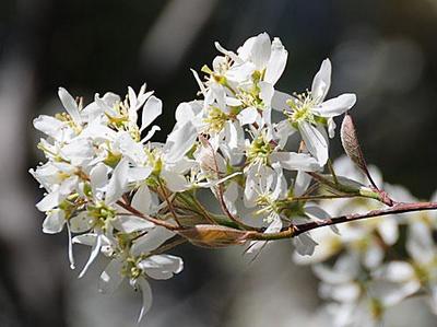 Amelanchier x grandiflora 