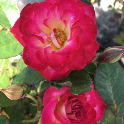 Rosa CNLA 362