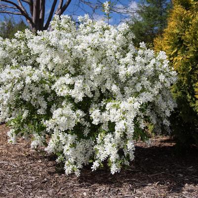 Exochorda x macrantha Bailmoon