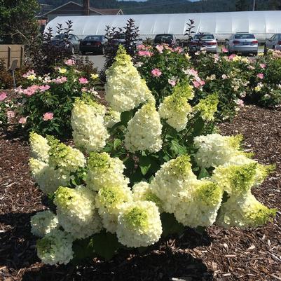 Hydrangea paniculata Kolmakilima