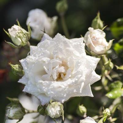 Rosa Meizorland