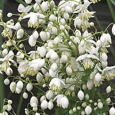 Thalictrum delavayi Splendide Album