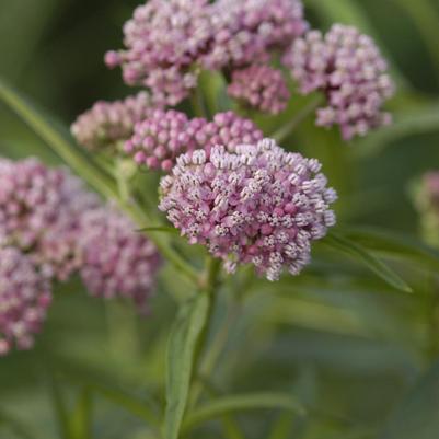 Asclepias incarnata Cinderella