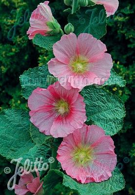 Alcea rosea Radiant Rose