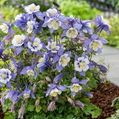 Aquilegia Blue and White