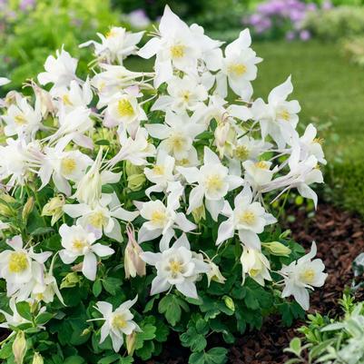 Aquilegia White