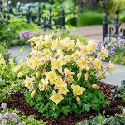 Aquilegia Yellow