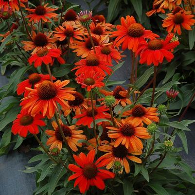 Echinacea x Kismet Intense Orange