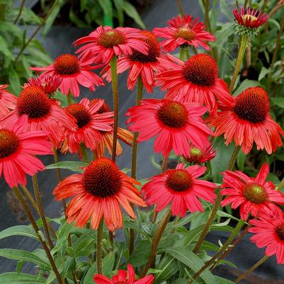 Echinacea x Kismet Red
