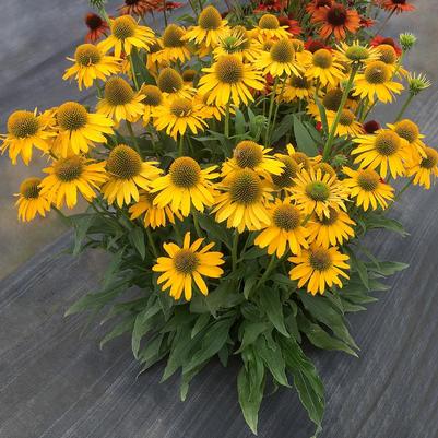 Echinacea x Kismet Yellow