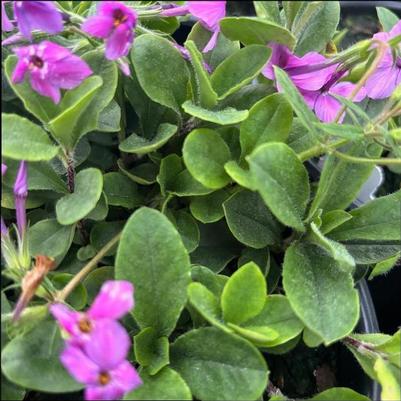 Phlox stolonifera Pink Ridge