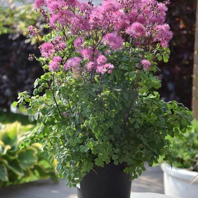 Thalictrum delavayi My Little Favorite