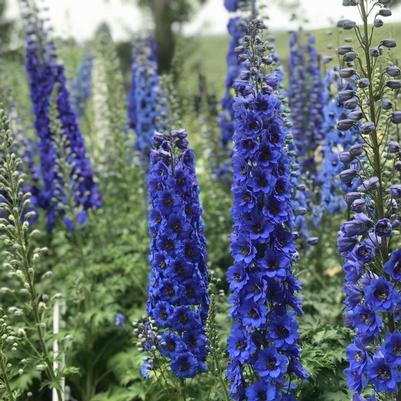 Delphinium elatum Blue Buccaneers