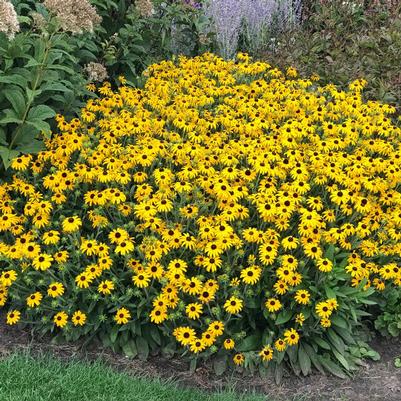 Rudbeckia American Gold Rush