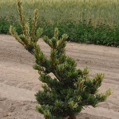 Pinus parviflora Fukai