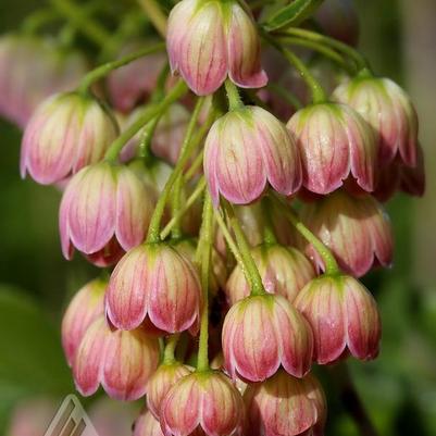 Enkianthus campanulatus Jan Iseli Pink