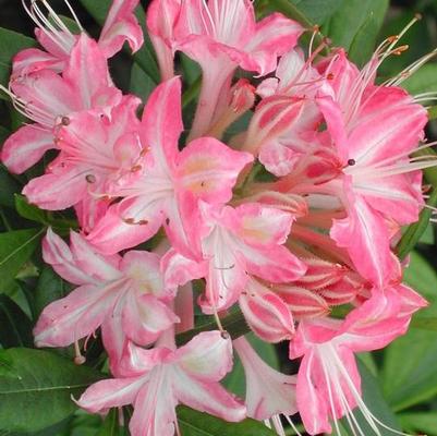 Azalea viscosum Ribbon Candy