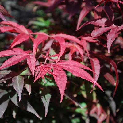 Acer palmatum Winter's Columnar Red