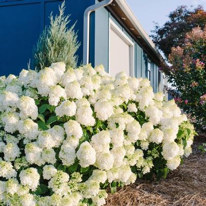 Hydrangea paniculata Bailpanone