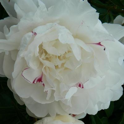 Paeonia Festiva Maxima