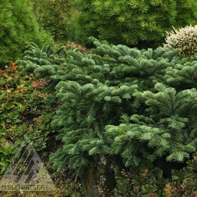 Abies amabilis Spreading Star