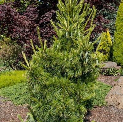 Pinus x schwerinii Wiethorst