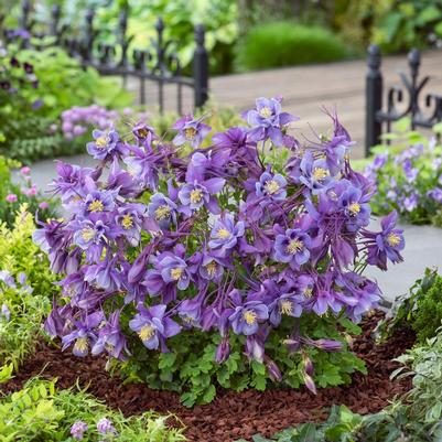 Aquilegia x Earlybird™ Purple and Blue