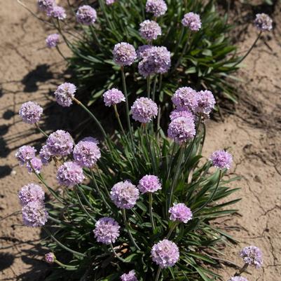 Armeria pseudarmeria Sweet Dreams