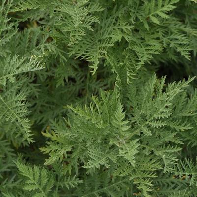 Artemisia gmelinii Balfernlym