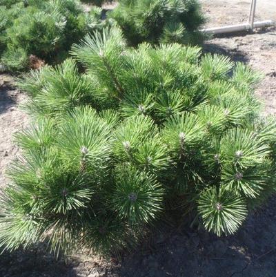 Pinus thunbergii Banshosho