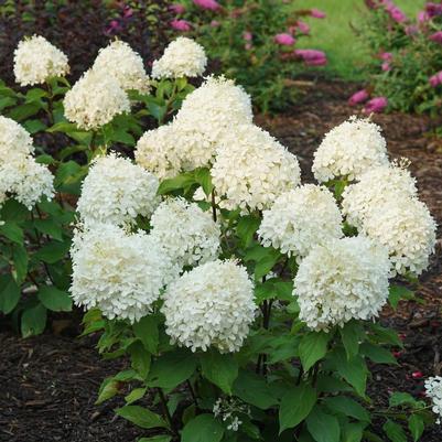 Hydrangea paniculata NCHP1