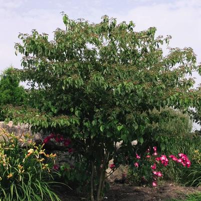 Cornus alternifolia 