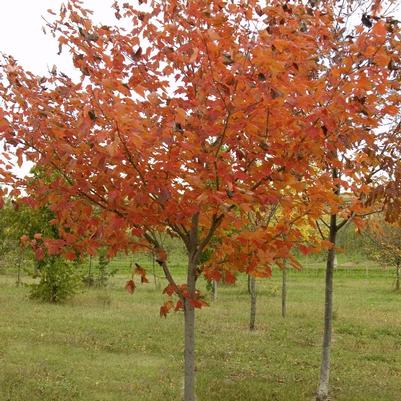 Acer rubrum Northwood