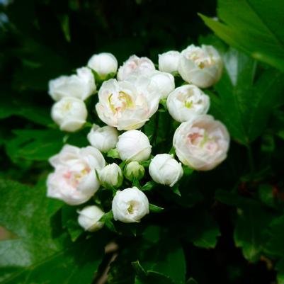 Crataegus x mordenensis Toba