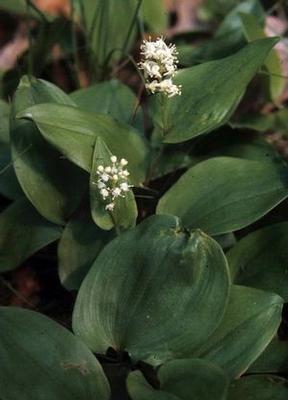 Maianthemum canadense 