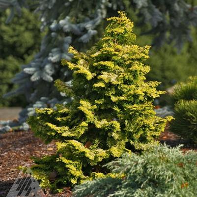 Chamaecyparis obtusa Confucius