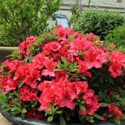 Azalea Red Demon