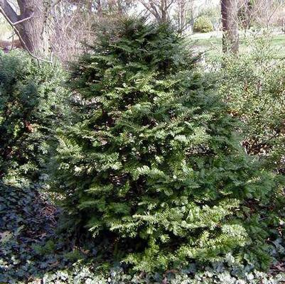 Taxus cuspidata 