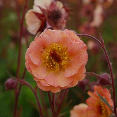 Geum Mai Tai