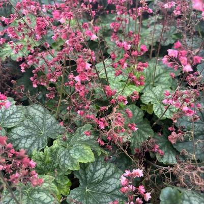 Heuchera Berry Timeless