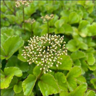 Ligusticum scoticum 