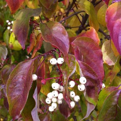 Cornus racemosa 