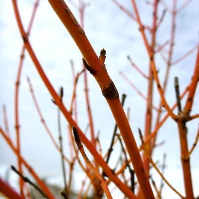Cornus sanguinea Winter Beauty